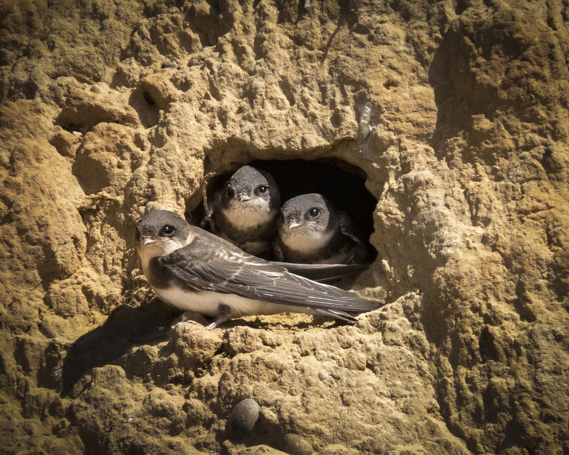 We are family-Amanda Bancroft